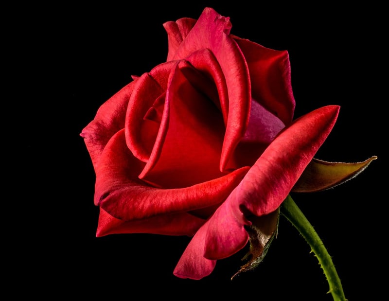 Unique Floral Arrangements